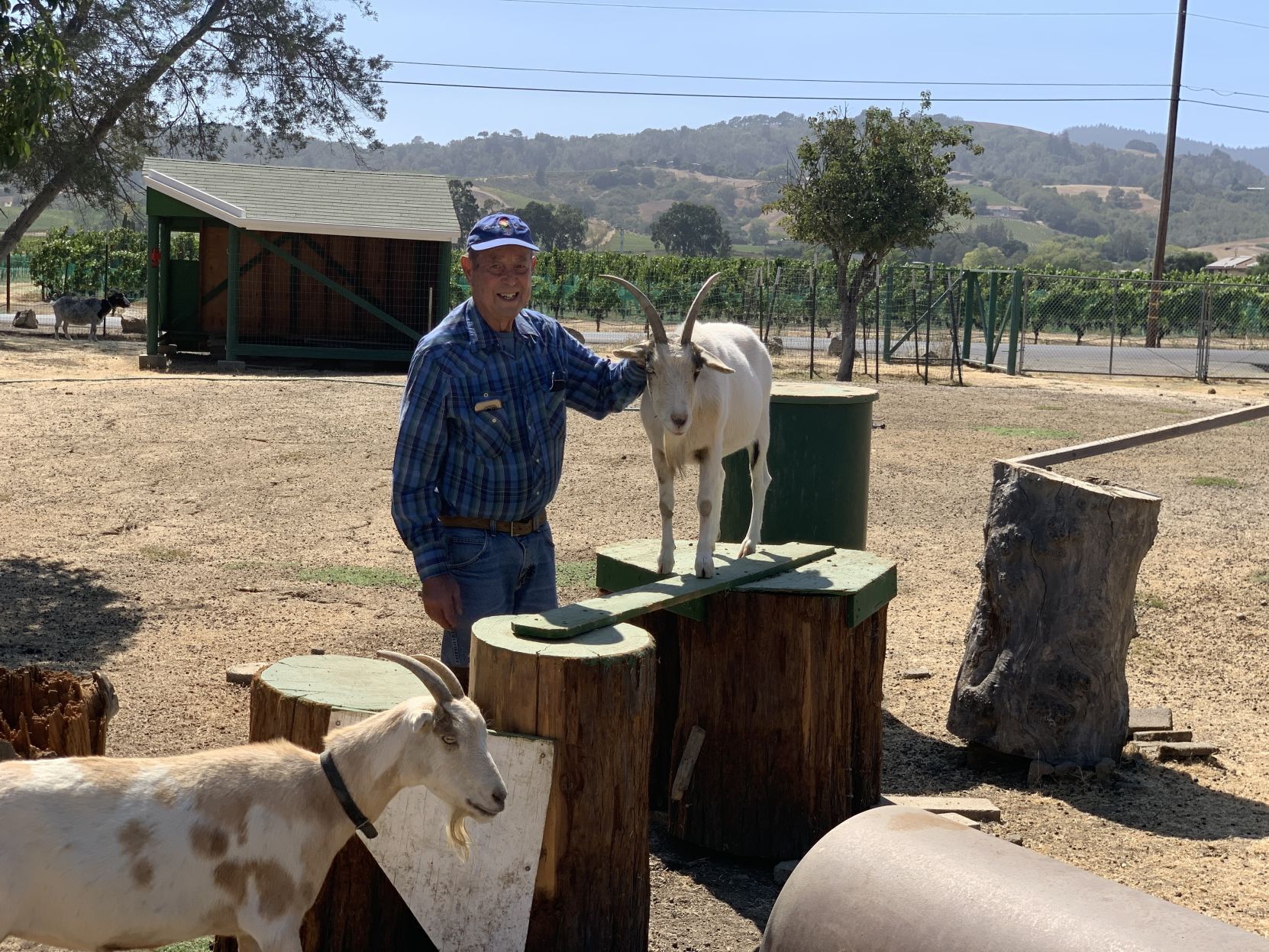 The goats of Linda Vista